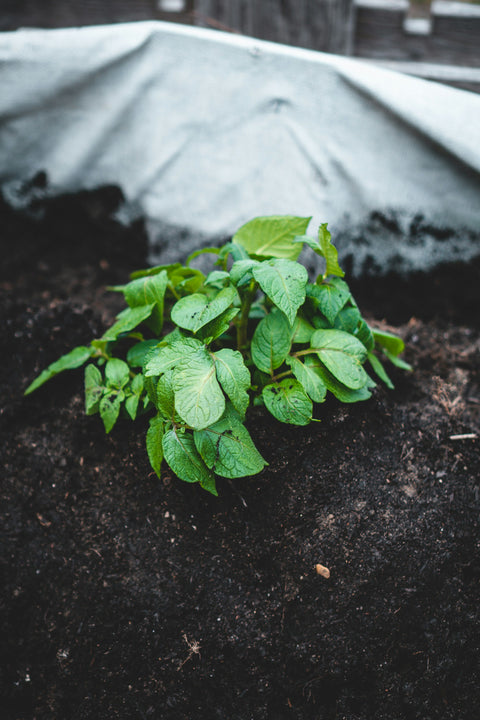 Mechanische Bestrijding van Onkruid in de Biologische Aardappelteelt