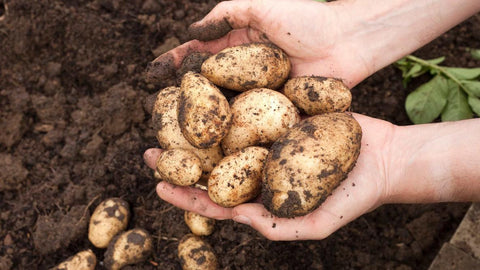 De Race om de Eerste Biologische Aardappel: Een Intrigerend Weetje