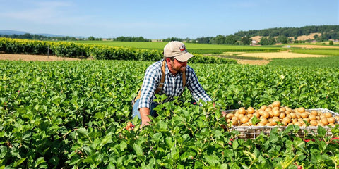 Boer met vers geoogste aardappelen op het veld.
