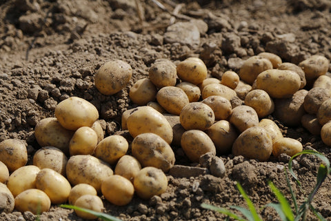Verse Cammeo biologische aardappelen geoogst uit vruchtbare grond, liggend op donkere aarde
