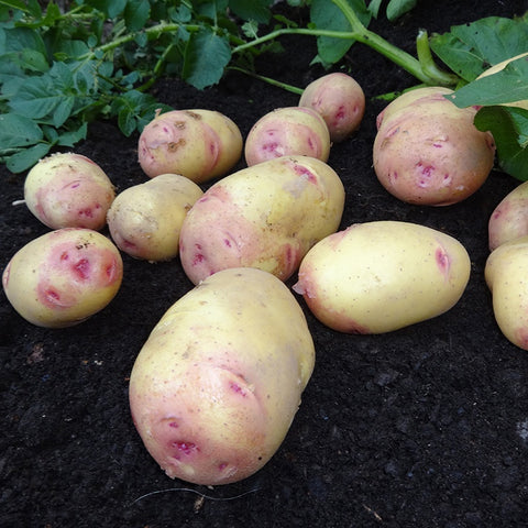 Verse biologische Carolus aardappelen met roze ogen op donkere grond met groene bladeren op de achtergrond