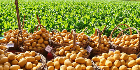 Vers geplukte aardappelen bij een lokale boer.