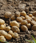 Verse Cammeo biologische aardappelen geoogst uit vruchtbare grond, liggend op donkere aarde