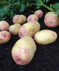 Verse biologische Carolus aardappelen met roze ogen op donkere grond met groene bladeren op de achtergrond